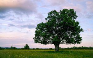 Best Trees For Windbreak In Nebraska