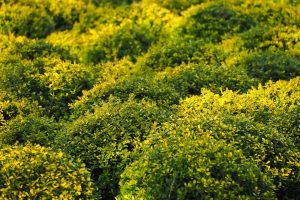 Boxwood Blight Vs Winter Burn