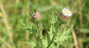 Does Burweed Have Thorns