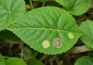 Does Neem Oil Work On Cercospora Leaf Spot