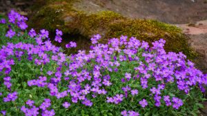 Drought-Tolerant Ground Cover You Can Walk On