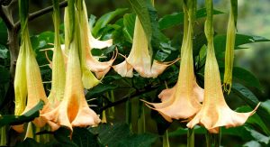 Fertilizer For Angel Trumpets