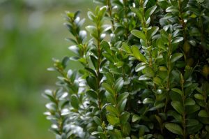 How Do You Get Rid Of Blight On Boxwoods