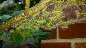 How Do You Get Rid Of Webworms In Sod