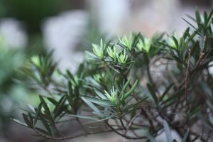 How Do You Know If Your Podocarpus Has Root Rot