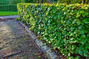 How Do You Rejuvenate Old Hedges 