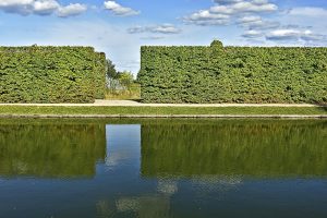 How Far Apart Do You Plant Beech Hedges