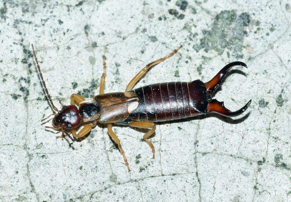 how to get rid of earwigs in your house fast