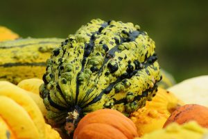 How To Get Rid Of Fungus On Pumpkin Plants