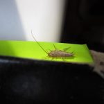 How To Get Rid Of Silverfish