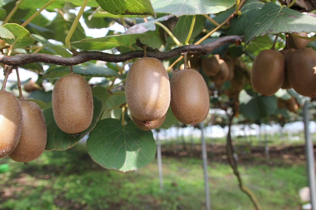 How To Increase Kiwi Fruit Size