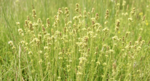 Is Burweed Invasive