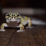 Should Leopard Geckos Have A Heat Mat Or Lamp