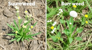 Spurweed Vs Burweed