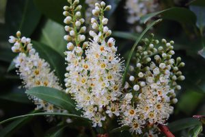 What Are The Disadvantages Of Cherry Laurel