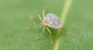 What Causes A Lace Bug