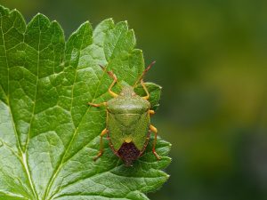 What Causes Stink Bugs In A House