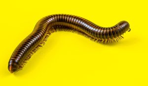 What Does It Mean When You See A Millipede In Your House