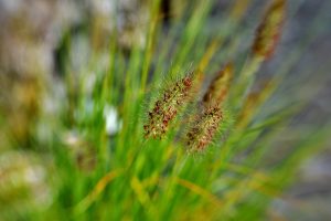 What Is The Most Common Ornamental Grass