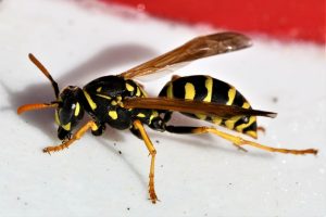 What Is The Most Effective Wasp Deterrent