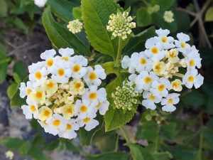 What To Plant With Lantana In A Container