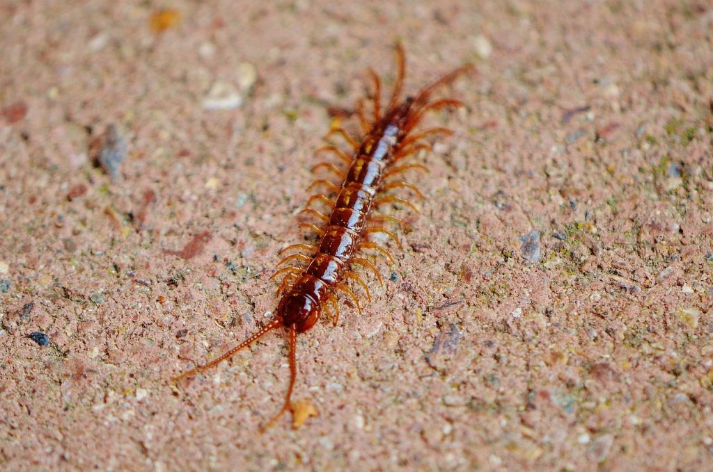 What does it mean when you see a centipede in your house spiritually