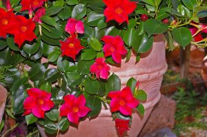 Where Is The Best Place To Plant A Mandevilla