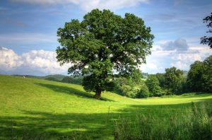 Where Is The Best Place To Plant A Northern Red Oak Tree