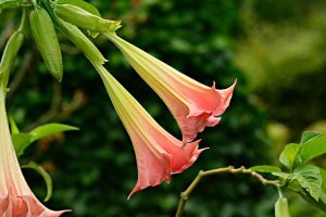 Where Is The Best Place To Plant An Angel Trumpet