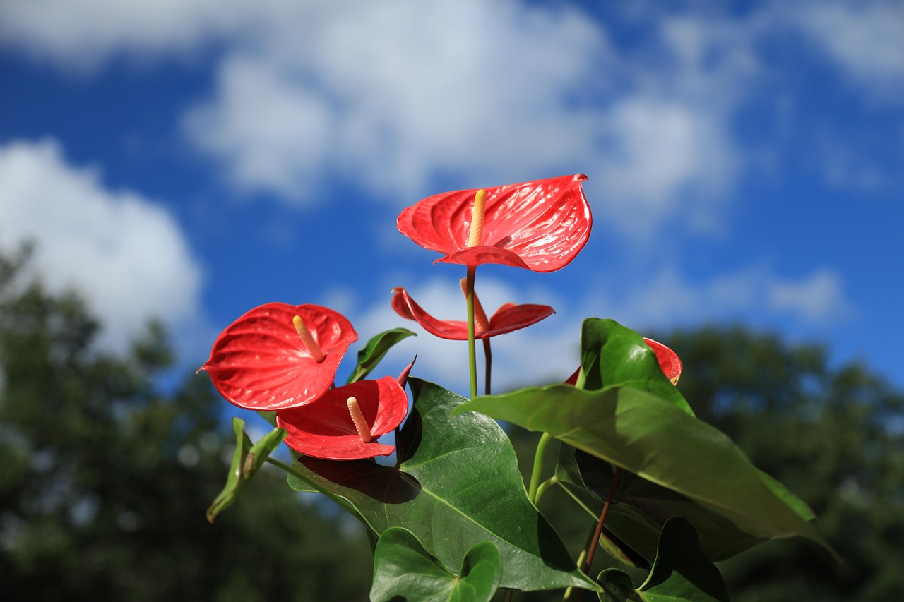 Where Should I Put Anthurium In My House? Where Should I Put Anthurium In My House