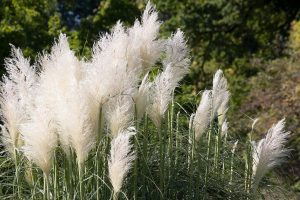 Which Are The Tallest Ornamental Grasses