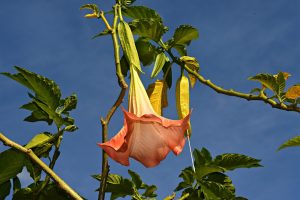 Why Are The Leaves On My Angel Trumpet Turning Yellow