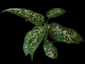 Why Are The Leaves On My Dieffenbachia Plant Turning Yellow