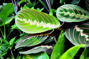 Why Are The Leaves On My Prayer Plant Turning Yellow