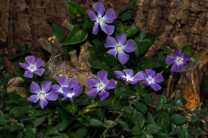 Why Is My Vinca Shriveling Up And Dying