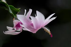 best soil for Christmas cactus