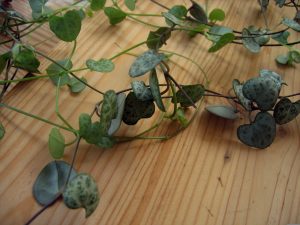 Best Soil For String Of Hearts