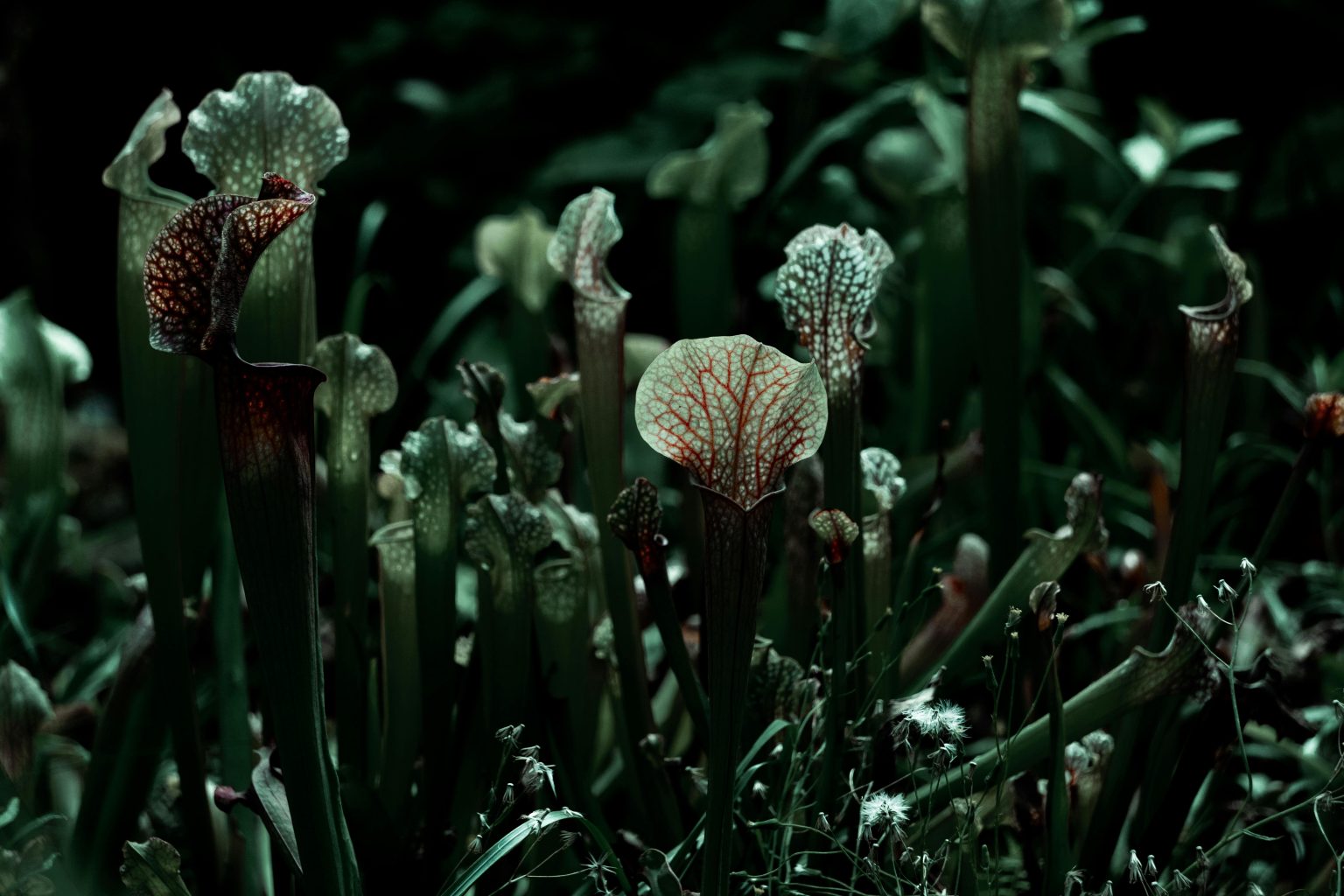 20 Best Pots For Carnivorous Plants - FarmTilling