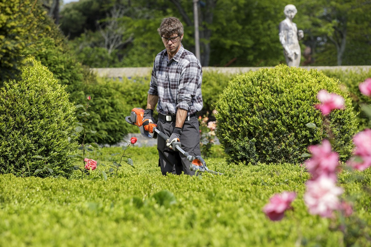 Best 5 6 Foot Evergreen Shrubs For Privacy