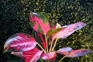 Best Fertilizer For Aglaonema