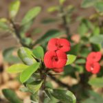 Best Fertilizer For Crown Of Thorns