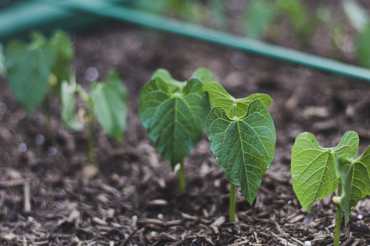7 Best Fertilizer For Green Beans - FarmTilling