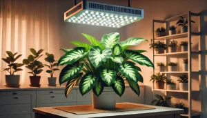 Best Grow Light For Philodendron Birkin 