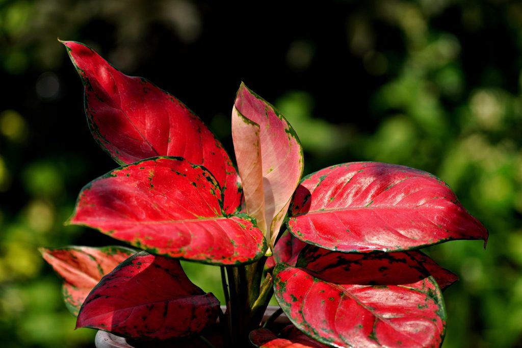 Best Insecticide For Aglaonema