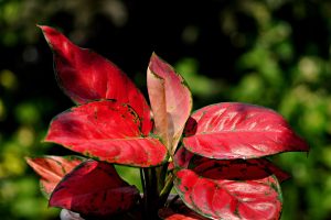 Best Insecticide For Aglaonema 