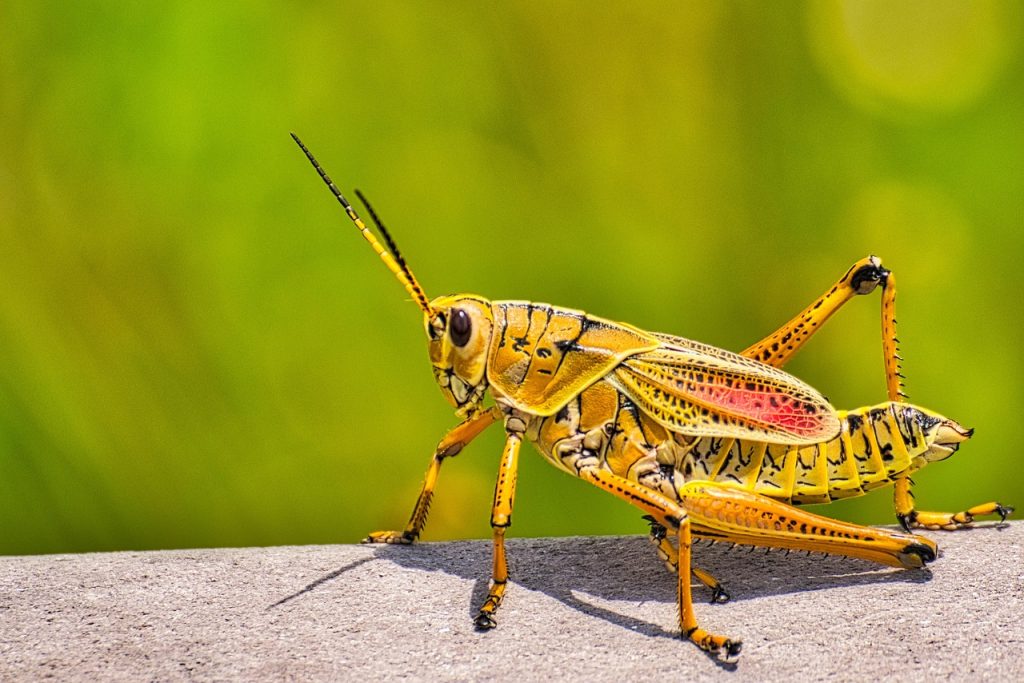 Best Insecticide For Grasshoppers