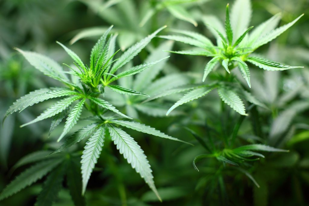 Best Organic Fertilizer For Cannabis Plants