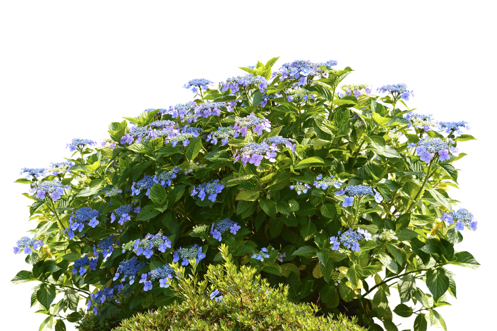 Best Rooting Hormone For Shrubs