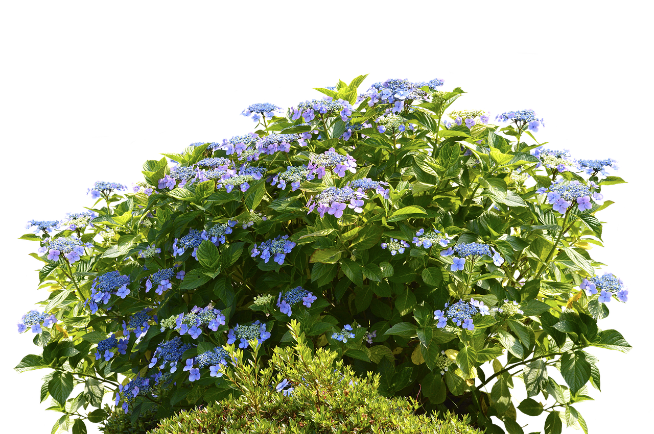 7 Best Rooting Hormone For Shrubs Best Rooting Hormone For Shrubs