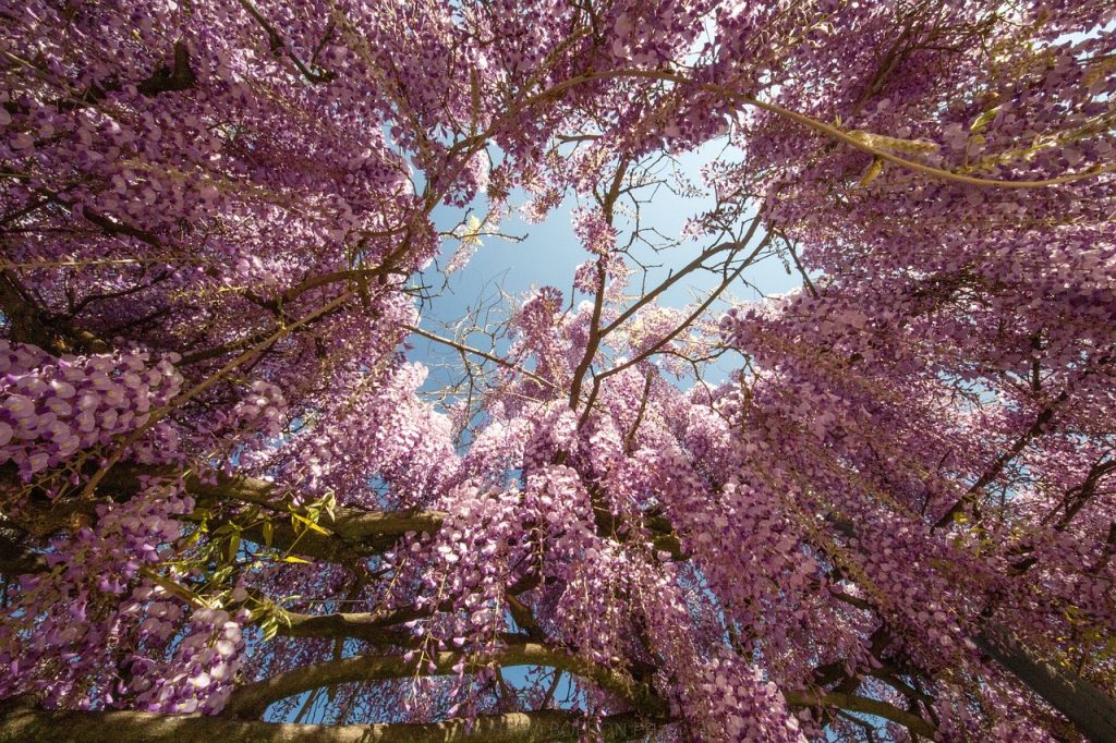 Best Rooting Hormone For Wisteria